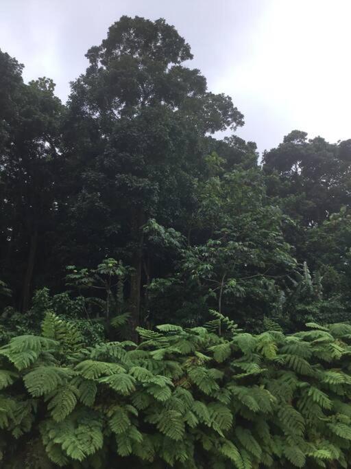 Les Lucioles 1 Beau T2 En Foret Tropicale Avec Acces Piscine Saint-Joseph Экстерьер фото
